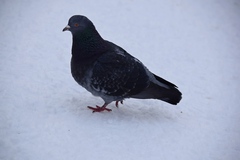 Columba livia domestica