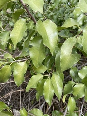 Prunus ilicifolia lyonii