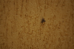 Menemerus bivittatus