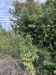 Prunus ilicifolia lyonii