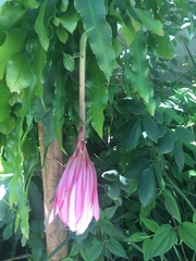 Epiphyllum oxypetalum