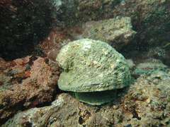 Concholepas concholepas