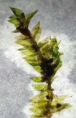 Plagiothecium nemorale