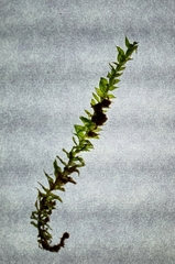 Plagiothecium nemorale