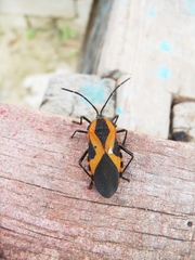 Sephina vinula