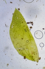 Plagiothecium nemorale