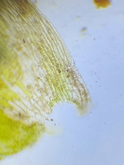 Plagiothecium nemorale