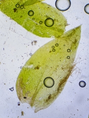 Plagiothecium nemorale