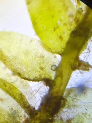 Plagiothecium nemorale