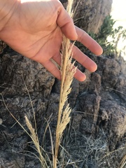 Muhlenbergia emersleyi