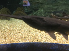 Polyodon spathula
