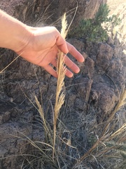 Muhlenbergia emersleyi