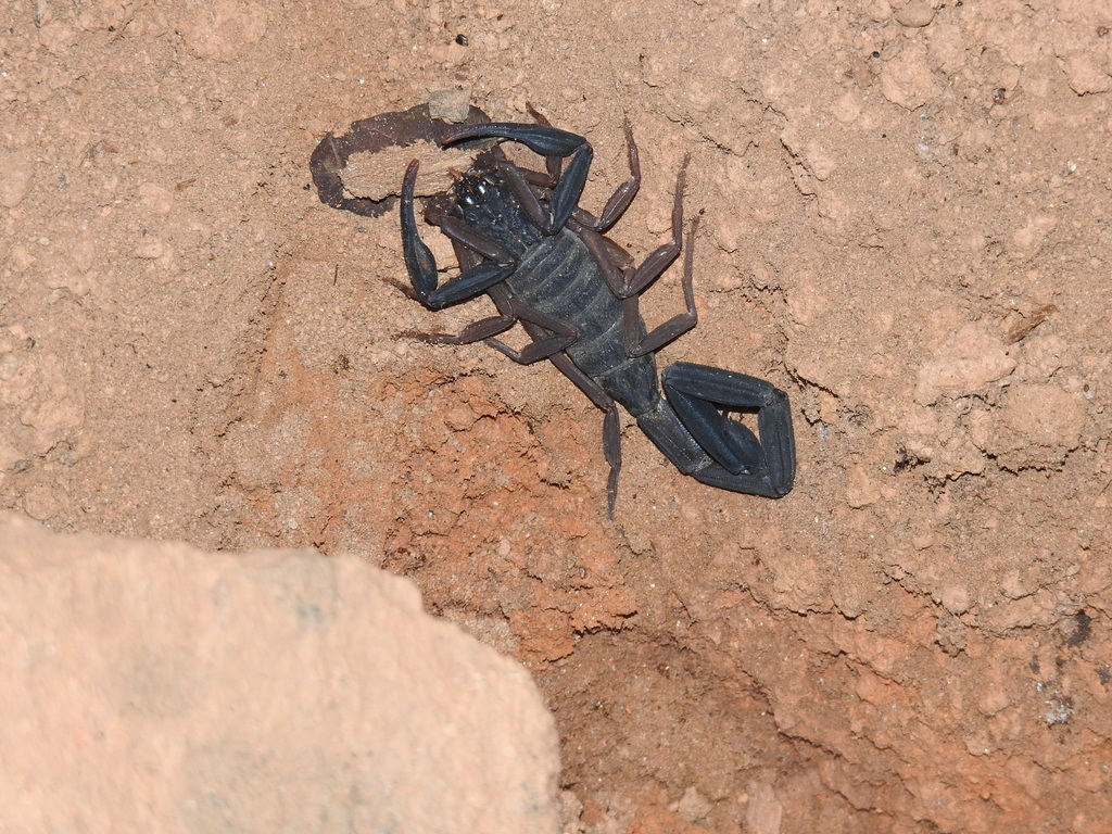 Centruroides nigrescens