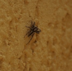 Menemerus bivittatus