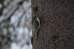 Certhia familiaris