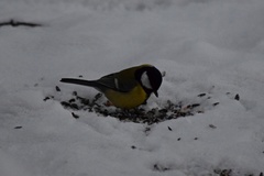 Parus major