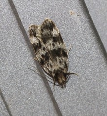 Barea eucapnodes