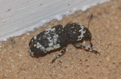 Dendropemon albopictus