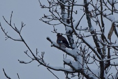 Garrulus glandarius