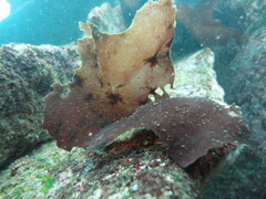 Sarcothalia crispata