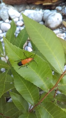 Chauliognathus bilineatus