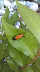 Chauliognathus bilineatus