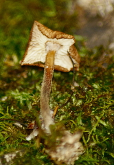 Gymnopus foetidus