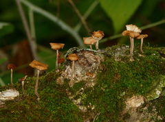Gymnopus foetidus