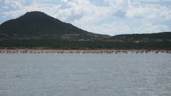 Phoenicopterus ruber