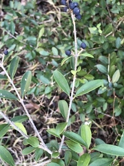 Ligustrum quihoui