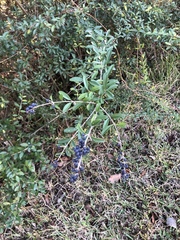 Ligustrum quihoui