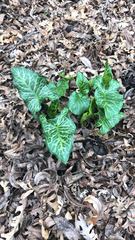Arum italicum