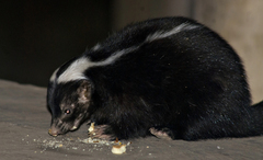 Molina's Hog-Nosed Skunk photo 5