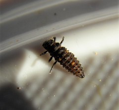Adalia bipunctata