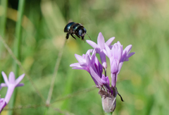 Xylocopa splendidula