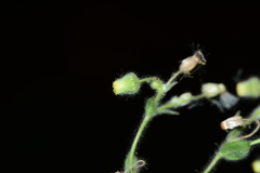 Blumea oxyodonta
