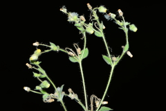 Blumea oxyodonta