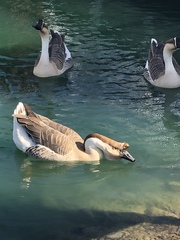 Anser cygnoides domesticus