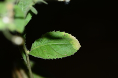 Blumea oxyodonta