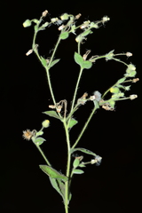 Blumea oxyodonta