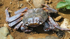 Grapsus grapsus