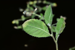 Blumea oxyodonta