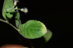 Blumea oxyodonta