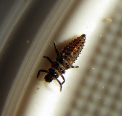 Adalia bipunctata