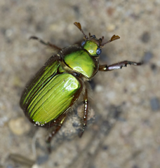 Chrysina lecontei
