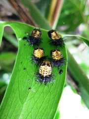 Epilachna mexicana