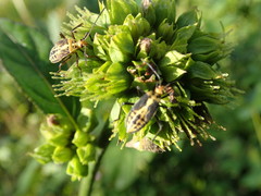Hypselonotus linea