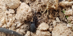 Steatoda paykulliana