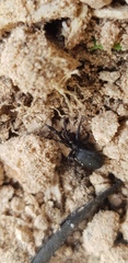 Steatoda paykulliana