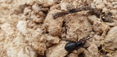 Steatoda paykulliana